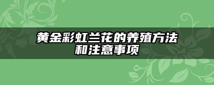 黄金彩虹兰花的养殖方法和注意事项