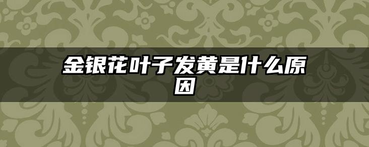 金银花叶子发黄是什么原因