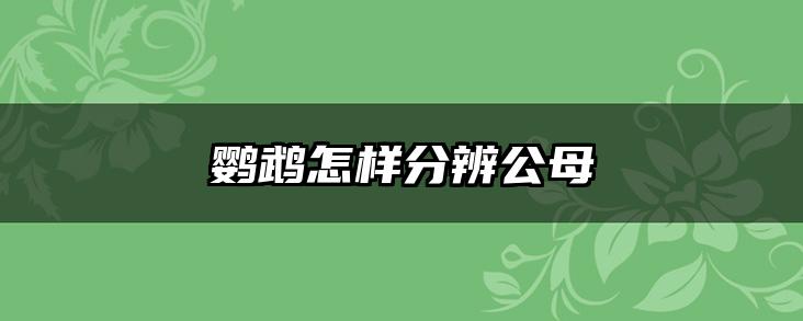 鹦鹉怎样分辨公母