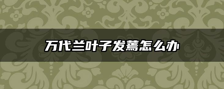 万代兰叶子发蔫怎么办