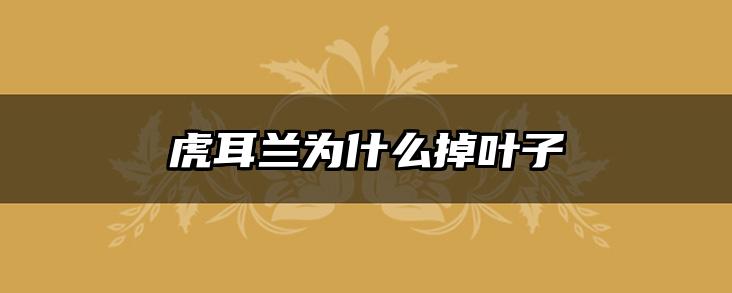 虎耳兰为什么掉叶子