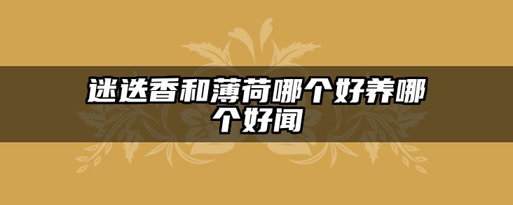 迷迭香和薄荷哪个好养哪个好闻
