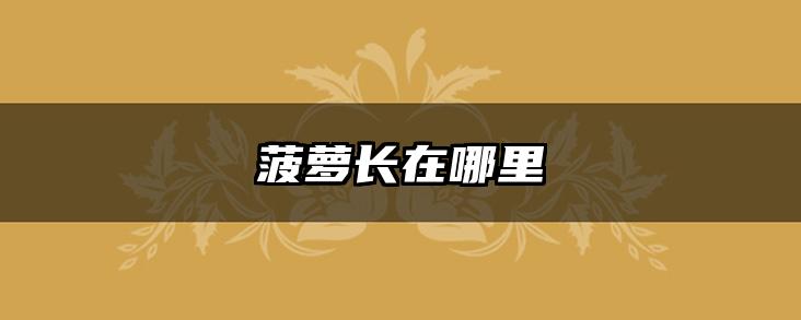 菠萝长在哪里