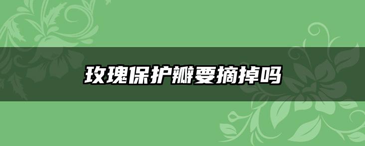 玫瑰保护瓣要摘掉吗