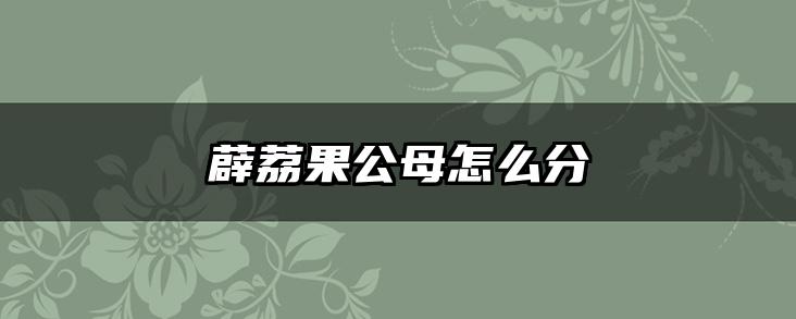 薜荔果公母怎么分