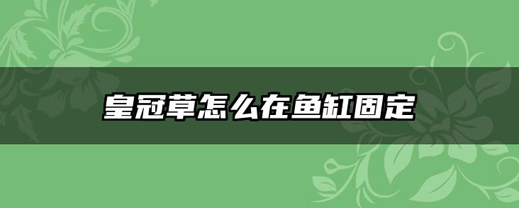 皇冠草怎么在鱼缸固定