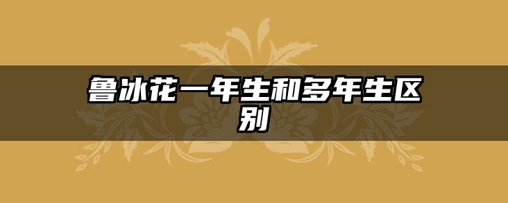 鲁冰花一年生和多年生区别