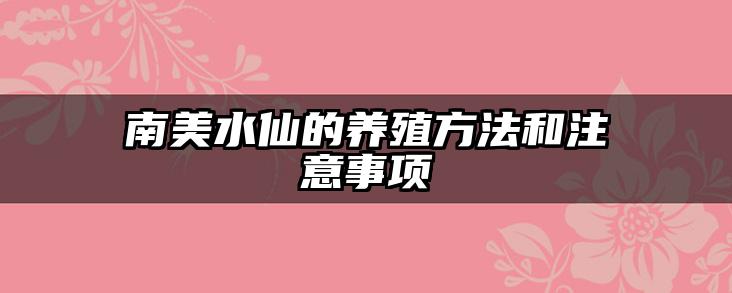 南美水仙的养殖方法和注意事项