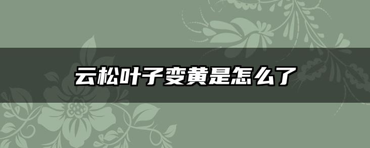 云松叶子变黄是怎么了