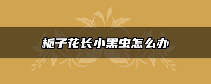 栀子花长小黑虫怎么办