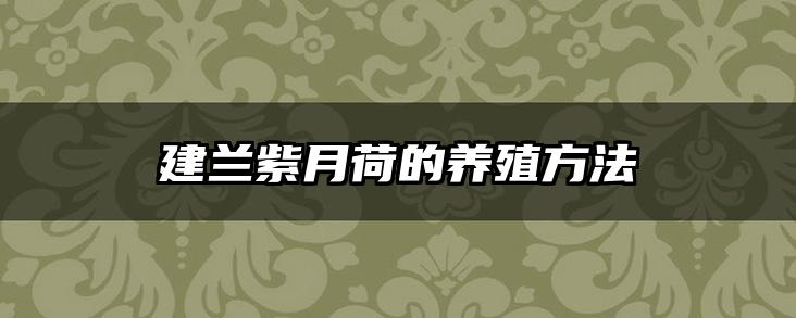 建兰紫月荷的养殖方法