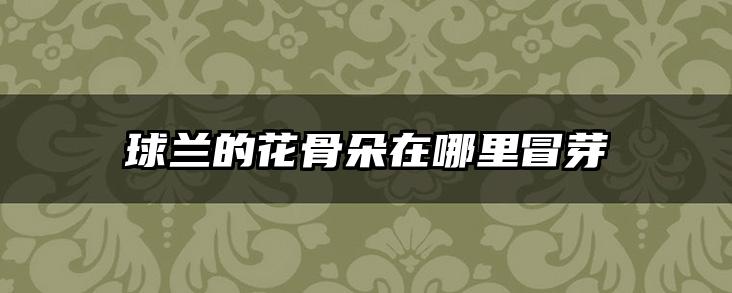 球兰的花骨朵在哪里冒芽