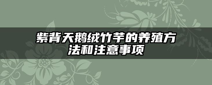 紫背天鹅绒竹芋的养殖方法和注意事项