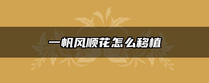 一帆风顺花怎么移植
