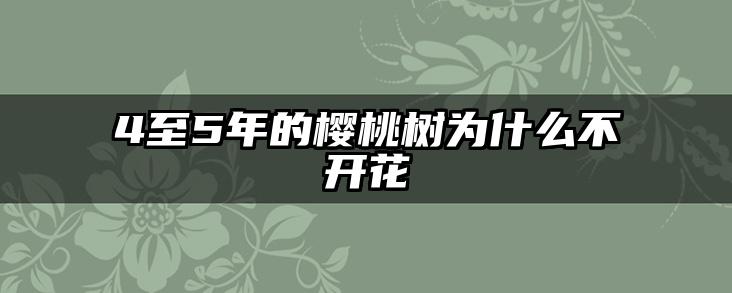 4至5年的樱桃树为什么不开花