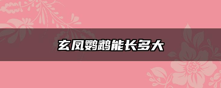 玄凤鹦鹉能长多大