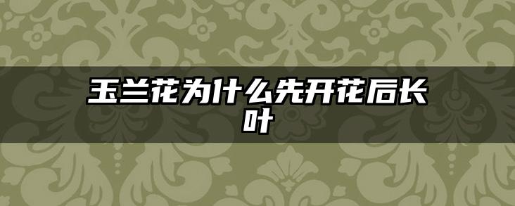 玉兰花为什么先开花后长叶