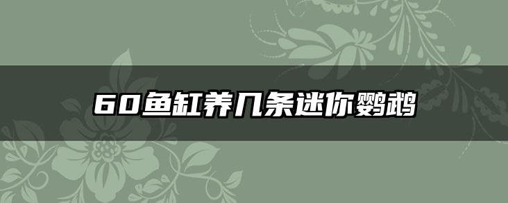 60鱼缸养几条迷你鹦鹉