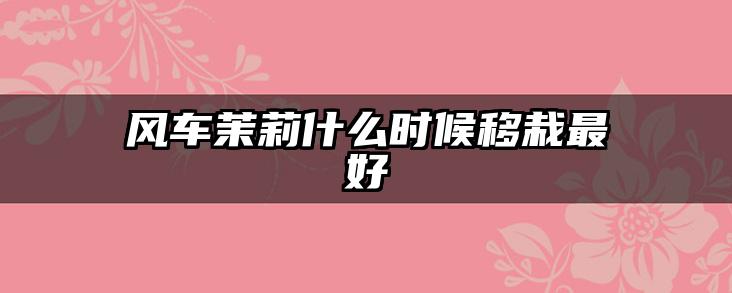 风车茉莉什么时候移栽最好
