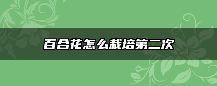 百合花怎么栽培第二次
