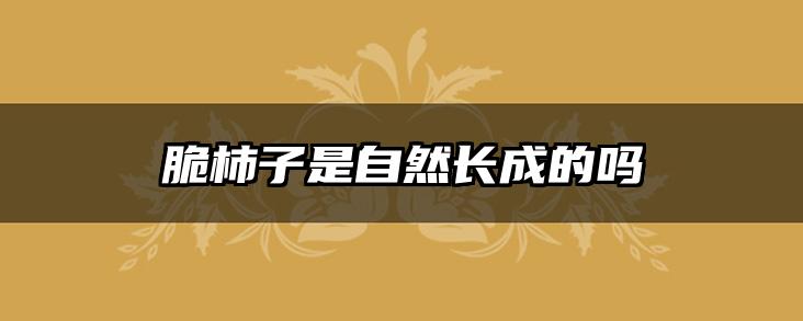 脆柿子是自然长成的吗