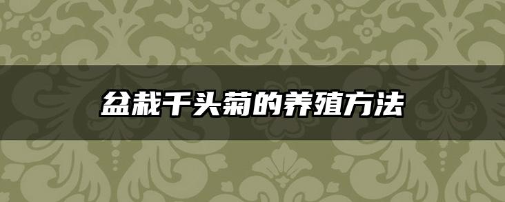 盆栽千头菊的养殖方法