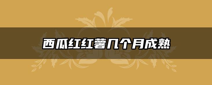 西瓜红红薯几个月成熟