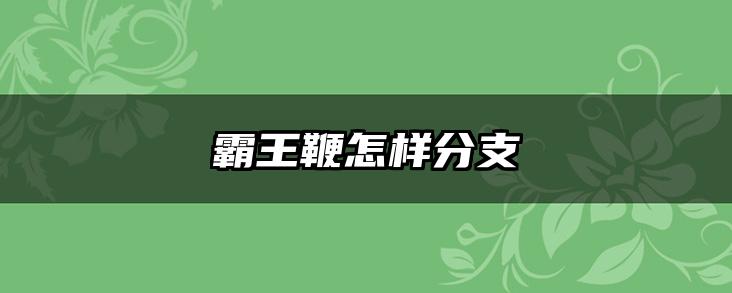 霸王鞭怎样分支