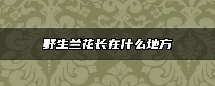 野生兰花长在什么地方