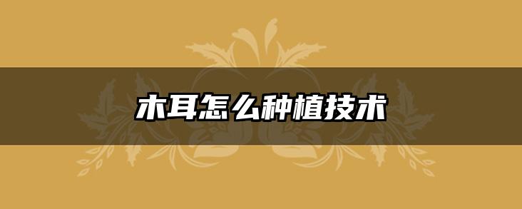木耳怎么种植技术