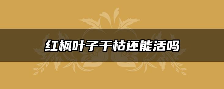红枫叶子干枯还能活吗