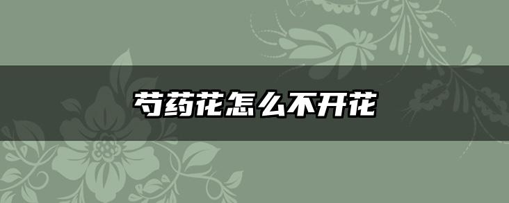 芍药花怎么不开花