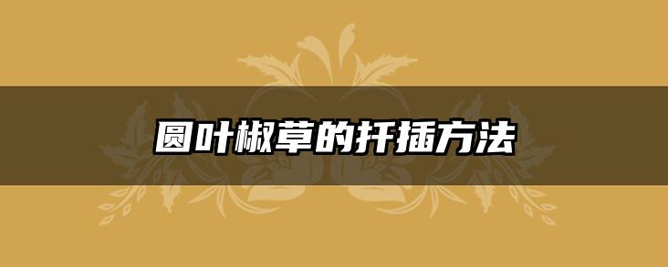 圆叶椒草的扦插方法