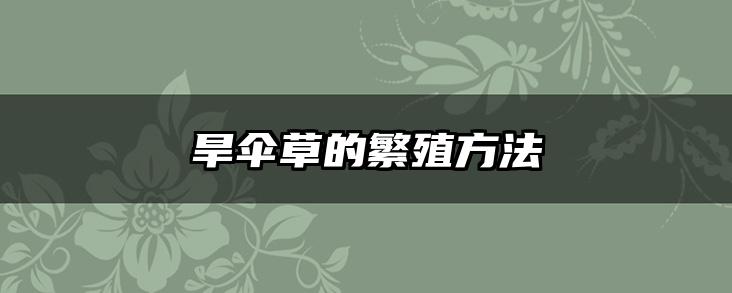 旱伞草的繁殖方法