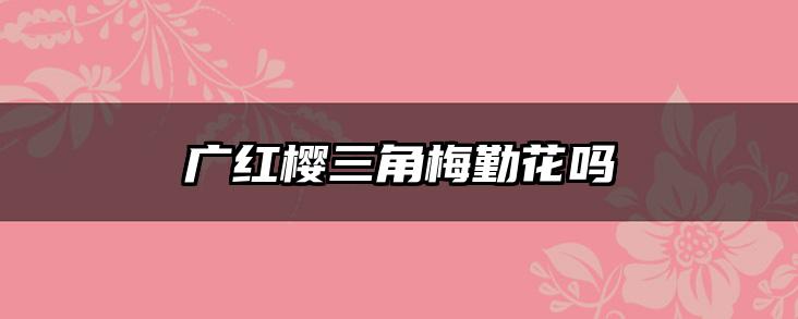 广红樱三角梅勤花吗