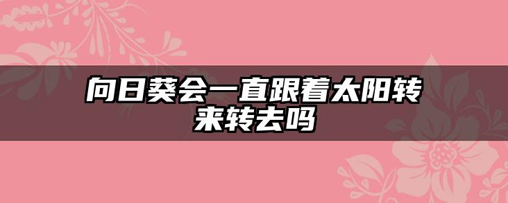 向日葵会一直跟着太阳转来转去吗