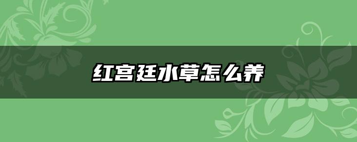 红宫廷水草怎么养