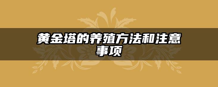 黄金塔的养殖方法和注意事项