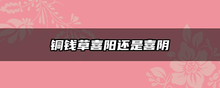 铜钱草喜阳还是喜阴