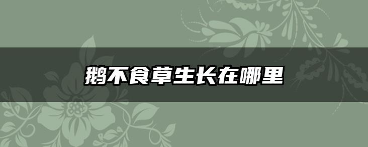 鹅不食草生长在哪里