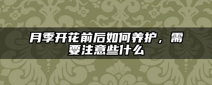 月季开花前后如何养护，需要注意些什么