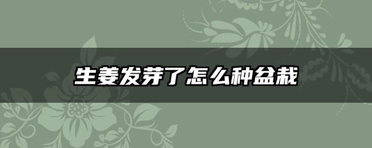 生姜发芽了怎么种盆栽