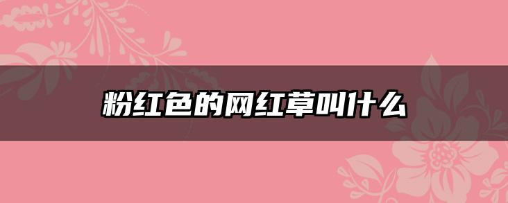 粉红色的网红草叫什么