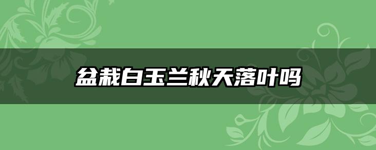 盆栽白玉兰秋天落叶吗