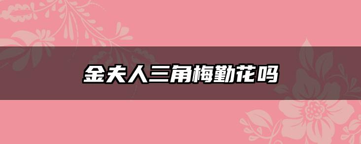 金夫人三角梅勤花吗