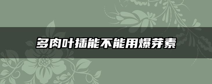 多肉叶插能不能用爆芽素