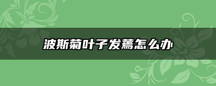 波斯菊叶子发蔫怎么办