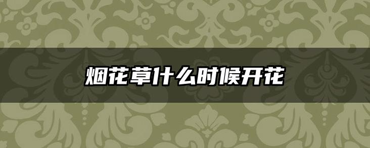 烟花草什么时候开花