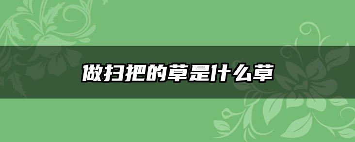 做扫把的草是什么草