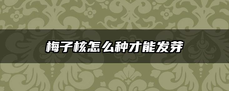 梅子核怎么种才能发芽